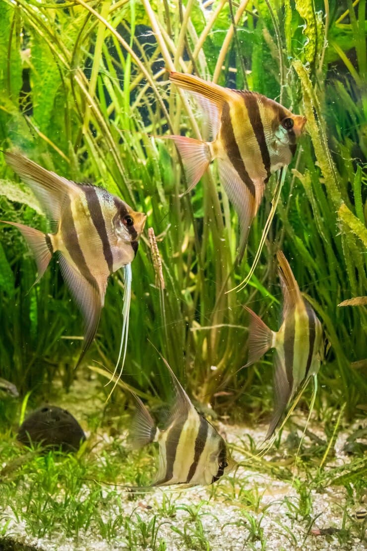 Fish aquarium Vastu
