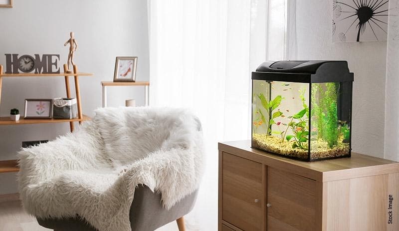 Fish Aquarium At Home As Per Vastu & Its Implications