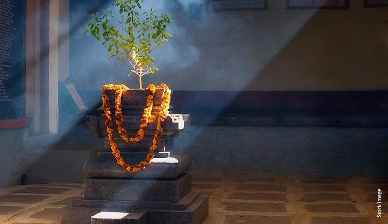 Best vastu plants for home | vastu for indoor plants