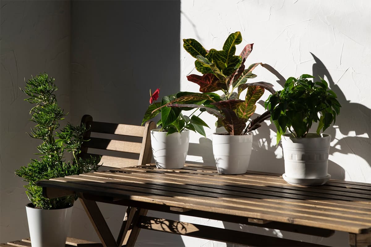 Plants as per west facing house vastu plan